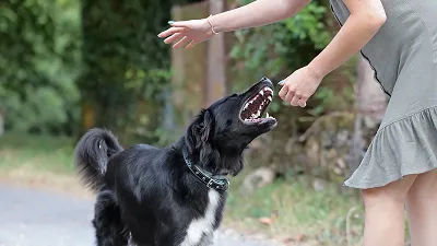 A person in a grey dress offers a treat to an angry/excited black dog with a white chest and a fluffy tail on a paved path outdoors.